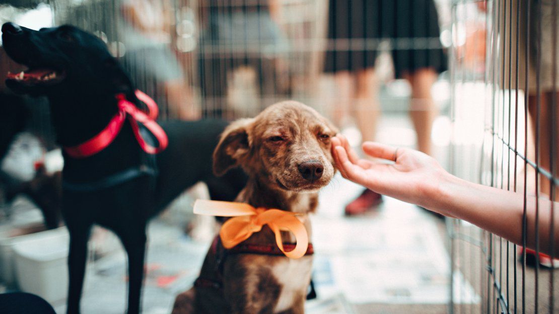 Rengeteg a gazdátlan kutya, ivartalanítással csökkenthető a felesleges szaporulatok száma, betegségmegelőző hatással is bír