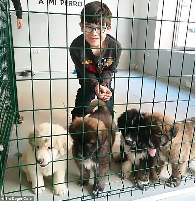 A kávézóban a gazdikereső kutyák egy elkerített részen vannak, ahova a vendégek bemehetnek játszani velük