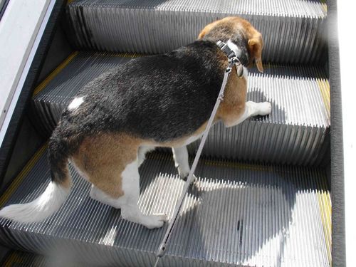 Ha ezt látjuk, jelezzük a gazdinak, hogy amit tesz életveszélyes!