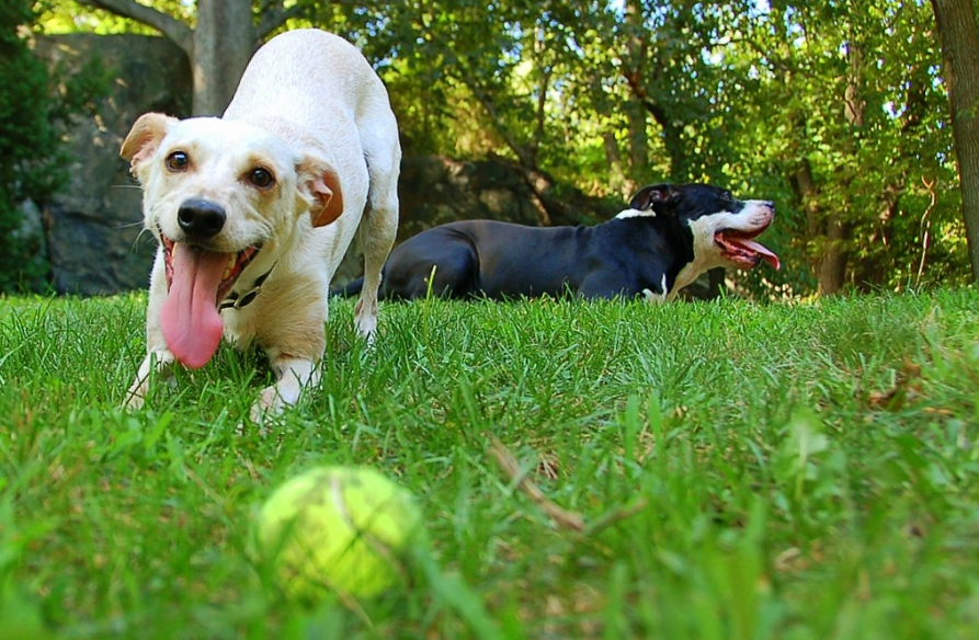 Engedj a kedvenced csábításának: Neked is jót fog tenni egy kis játék!
