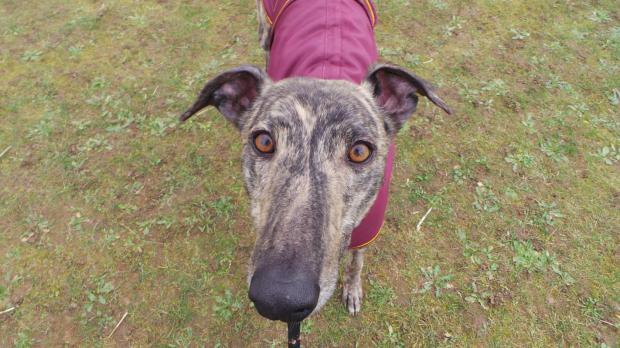 Jasper vidám, jókedvű agár fiú - itt éppen ébren van