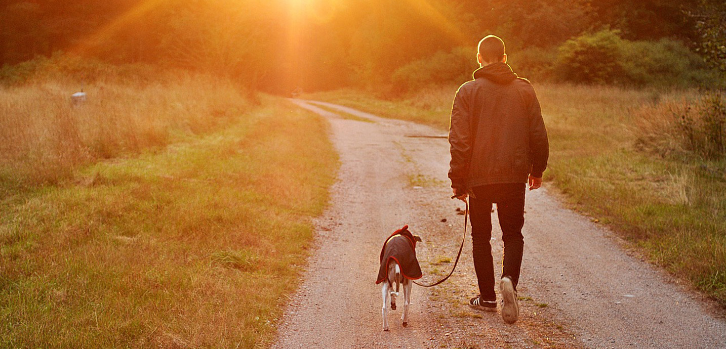 A kijelölt területeken kívül csak pórázzal lehet majd sétáltatni a kutyát 