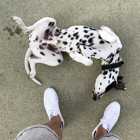 @orion_a_dalmata @orion_a_dalmata