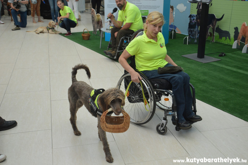 Az Állatbarát Allee szeptemberi megnyitóján a NEO Magyar Segítőkutya Egyesület is tartott bemutatót - most is ott lesznek!