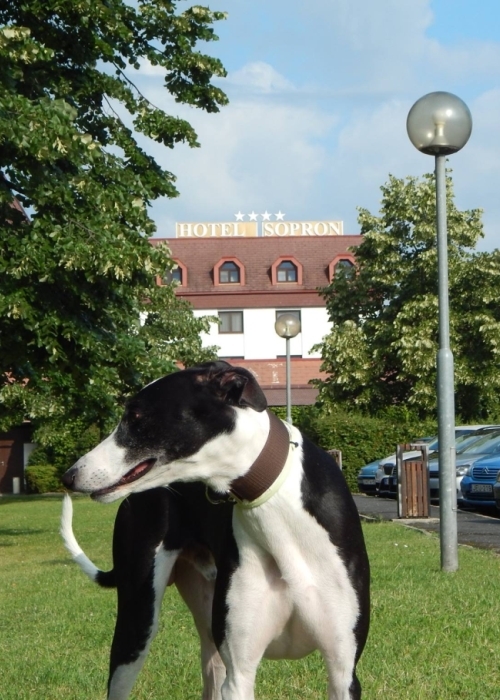 Sopronban és környékén izgalmas kalandok várják a kutyásokat