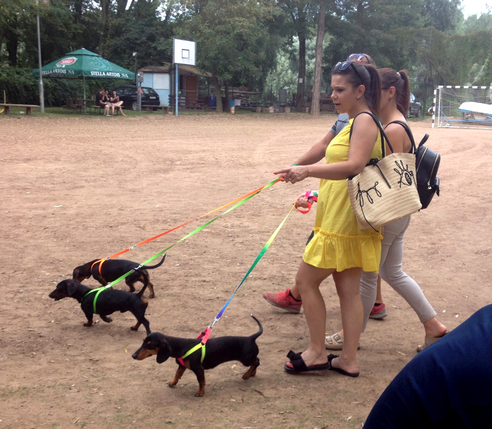 I. Szabolcsi Tacskó Találkozó 2 