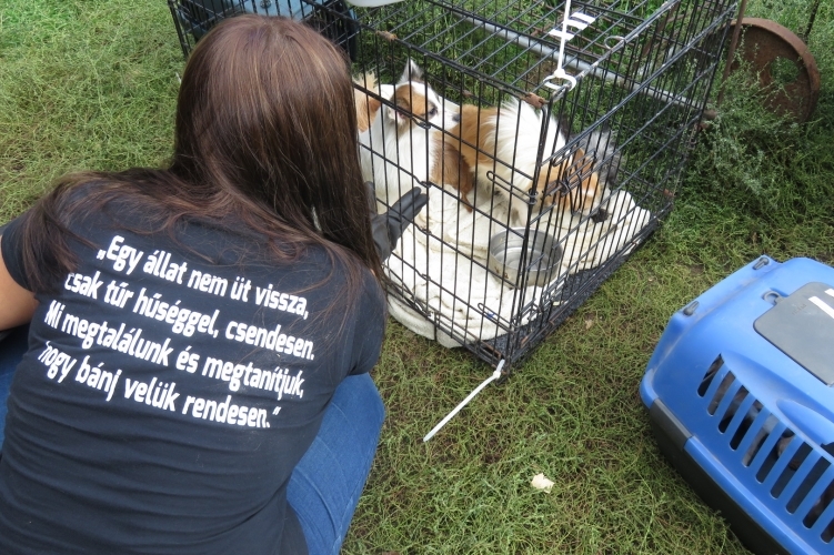 A kutyákat boxokban, kennelekben szállították el a telepről