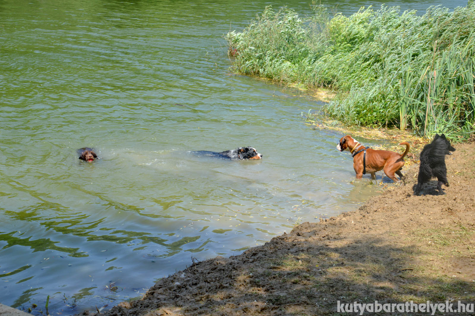 Játszótársak a kutyastrandon: garantált az elfáradás