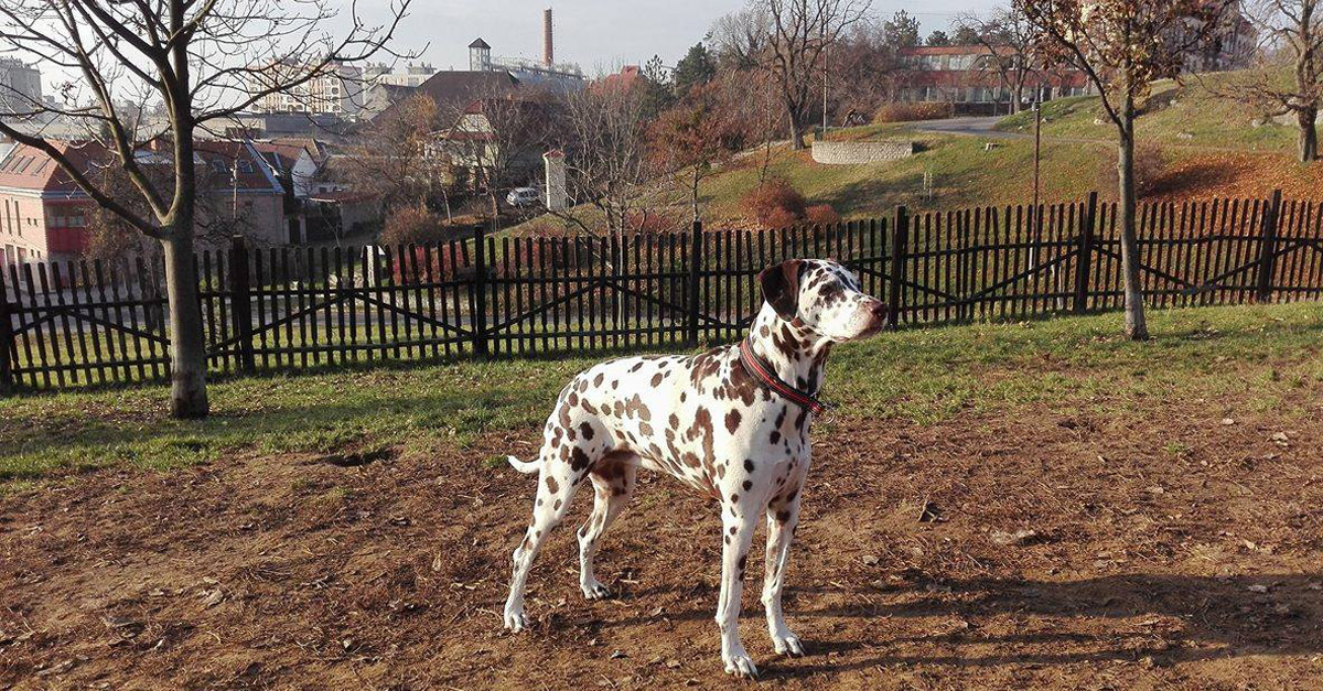Póráz nélkül csak a kijelölt futtatón!