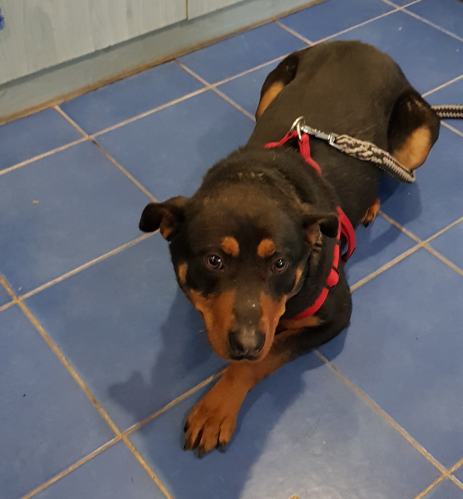 A kegyetlen bánásmód ellenére a kutya bizalommal fordult az emberekhez, hősiesen viselte a vizsgálatokat is