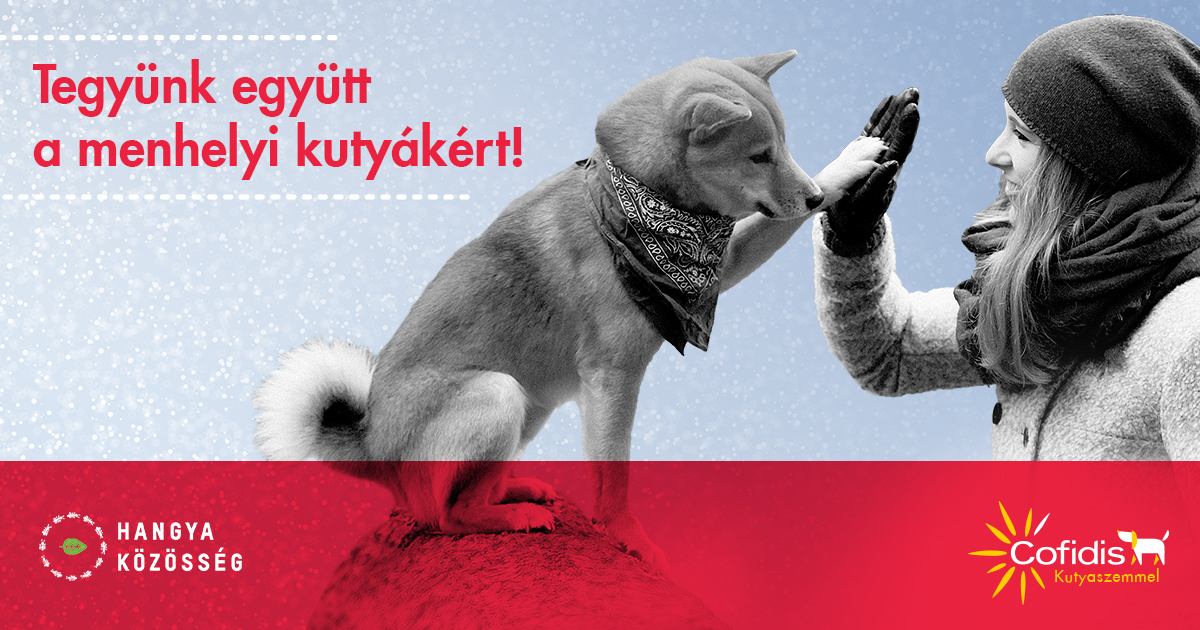 Tegyünk együtt a menhelyi kutyákért!