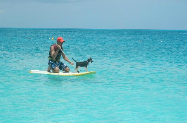 Sok új élethelyzettel találkozhatnak így a kutyák