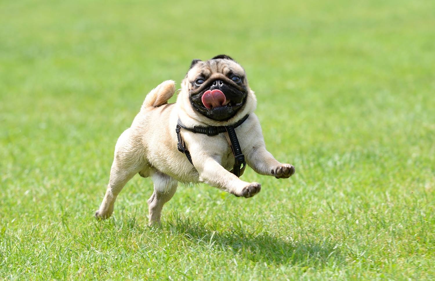 Nagyon jól érezték magukat a kis mopszok