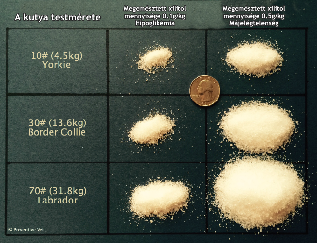 A vércukorszint veszélyes leesését és májelégtelenséget okozó xilitol mennyisége a kutya testméretére vetítve