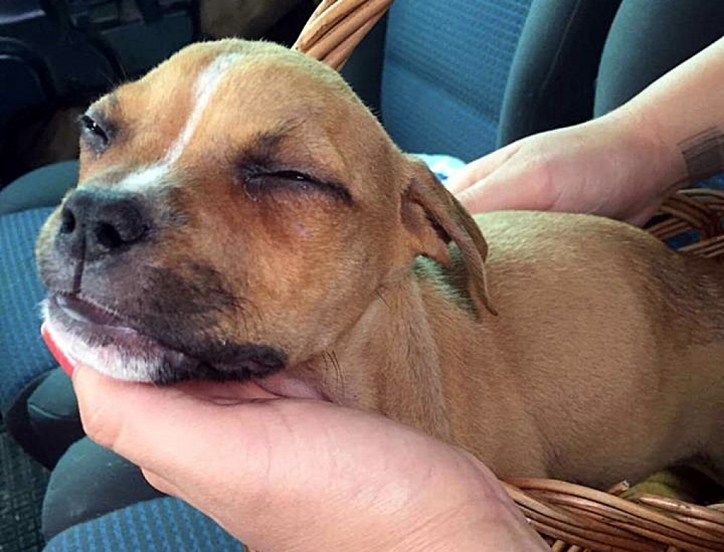 A kölyköt azonnal állatorvoshoz szállították