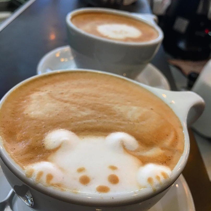 Kimászna a csészéből a tejhab-kutya