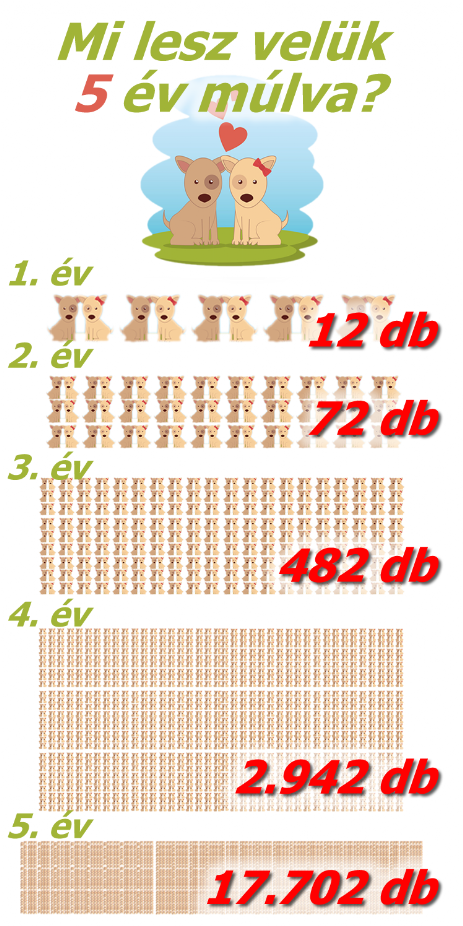 Ivartalanítás nélkül rengeteg állat születik. Mi lesz velük gazdi nélkül?