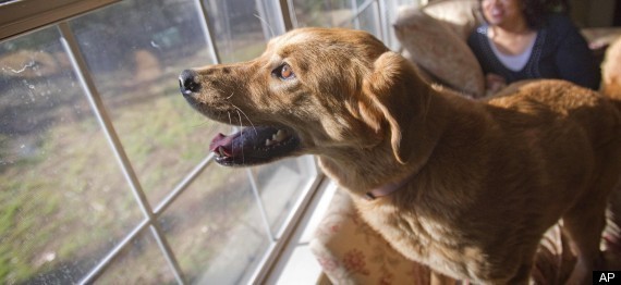 Vajon tényleg van ott valami, vagy csak egy sejtelmes árnyék mozog?