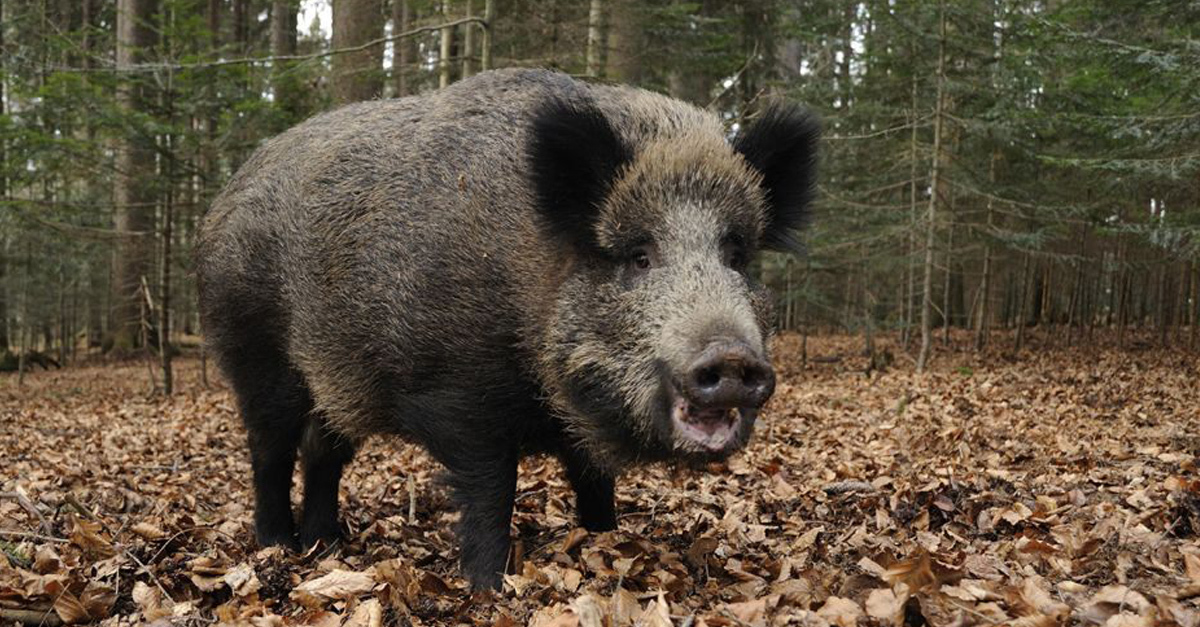 A malacaikat védelmező vaddisznók nagy veszélyt jelenthetnek a kutyákra