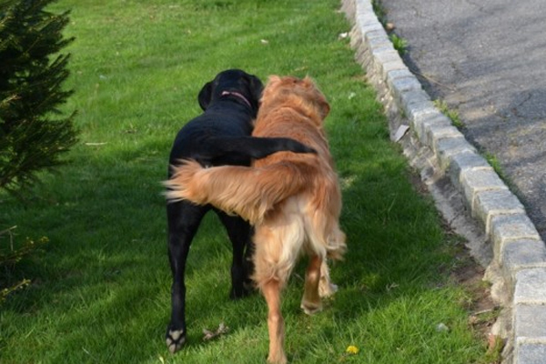 Egyértelműen elégedettek