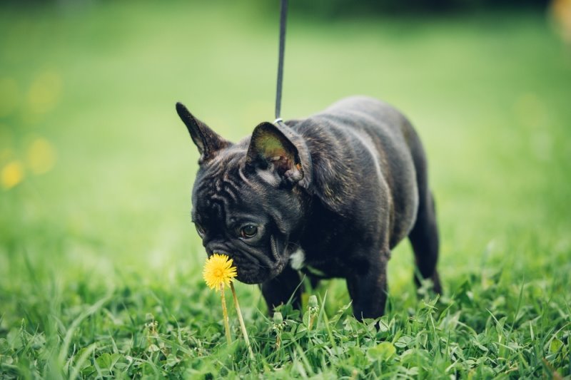 Mindent meg kell szimatolni - a kutya orrával látja a világot, ám a vérzés megakadályozza ebben