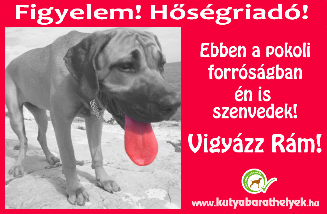 A hőségben a kutyák is szenvednek! A hőségben a kutyák is szenvednek!