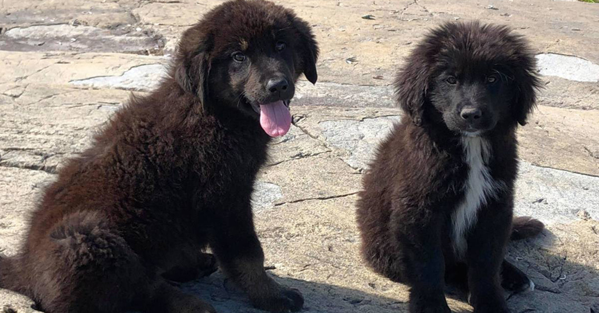 A kölykök az alultápláltságon kívül egészségesek