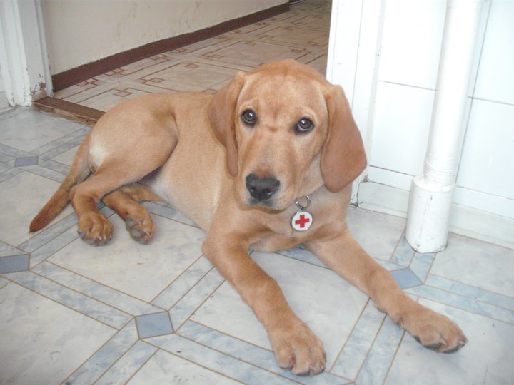 Gimely, a rohamjelző kutya kölyökkorában 