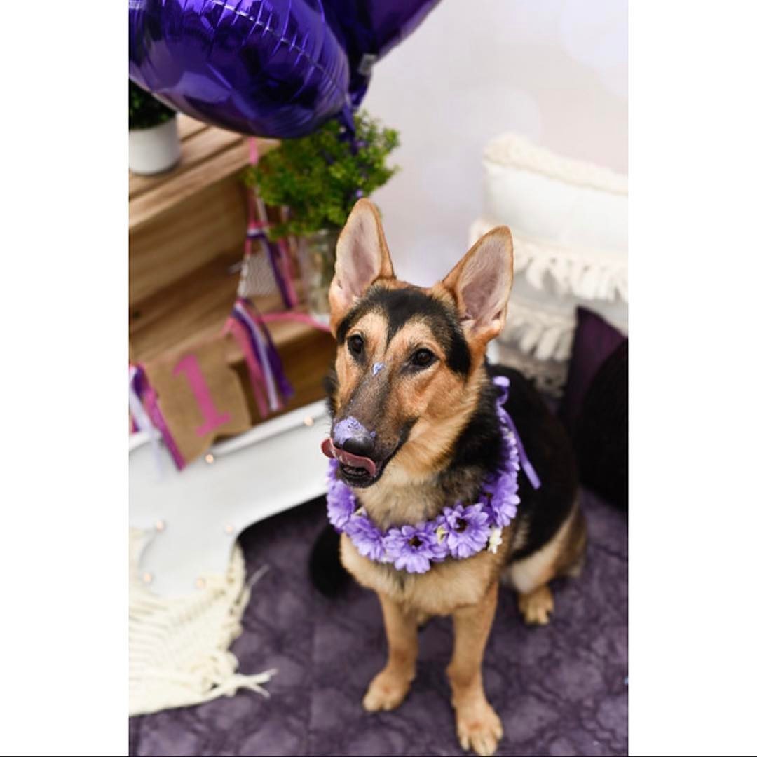 Hatalmas szülinapi bulit kapott a beteg kutya