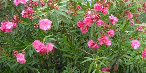 A kóstolásig se jusson