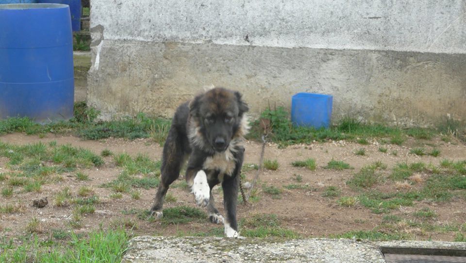 A kutya még fiatal volt, a lánc eltávolítása után boldogan, egészségesen élhetett volna