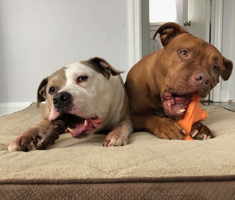 A két jóbarát - Spanky és Roman mindent együtt csinálnak