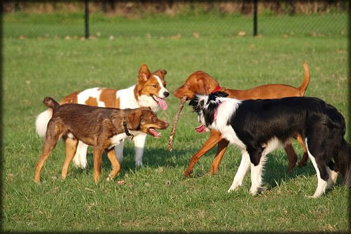 A parkban mindig szerezhet új barátokat