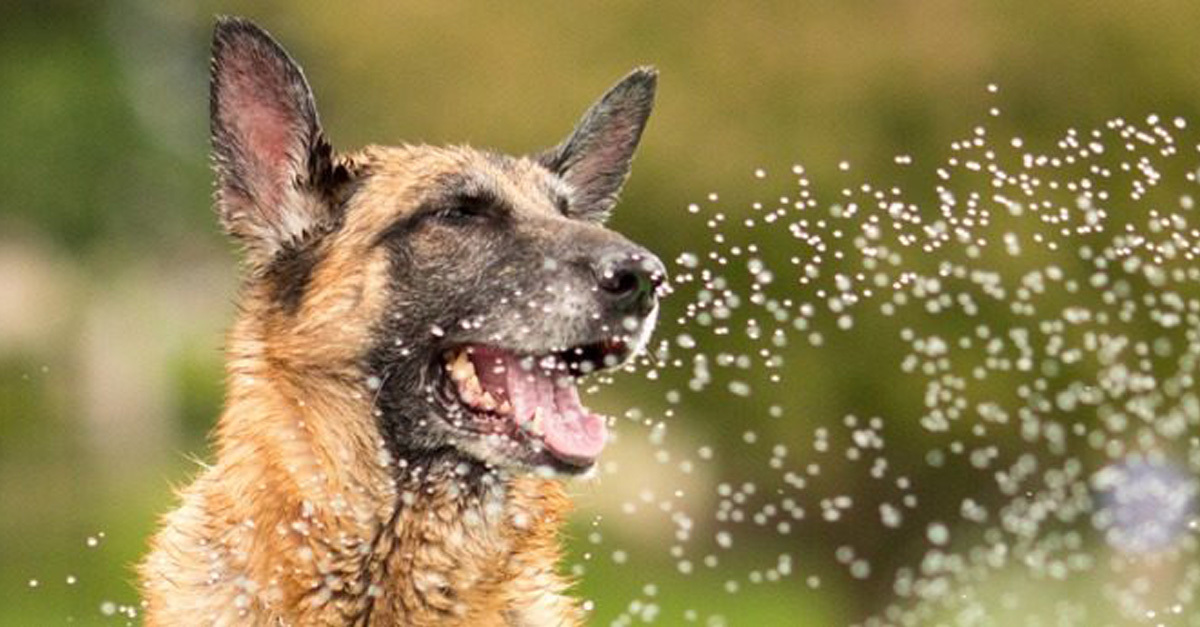 A kánikulában biztosítani kell kutyánknak a hűsölési lehetőséget