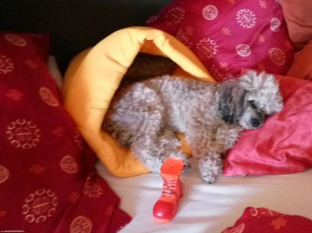 Kálmánné Fodor Marcsi - Hippike pihen