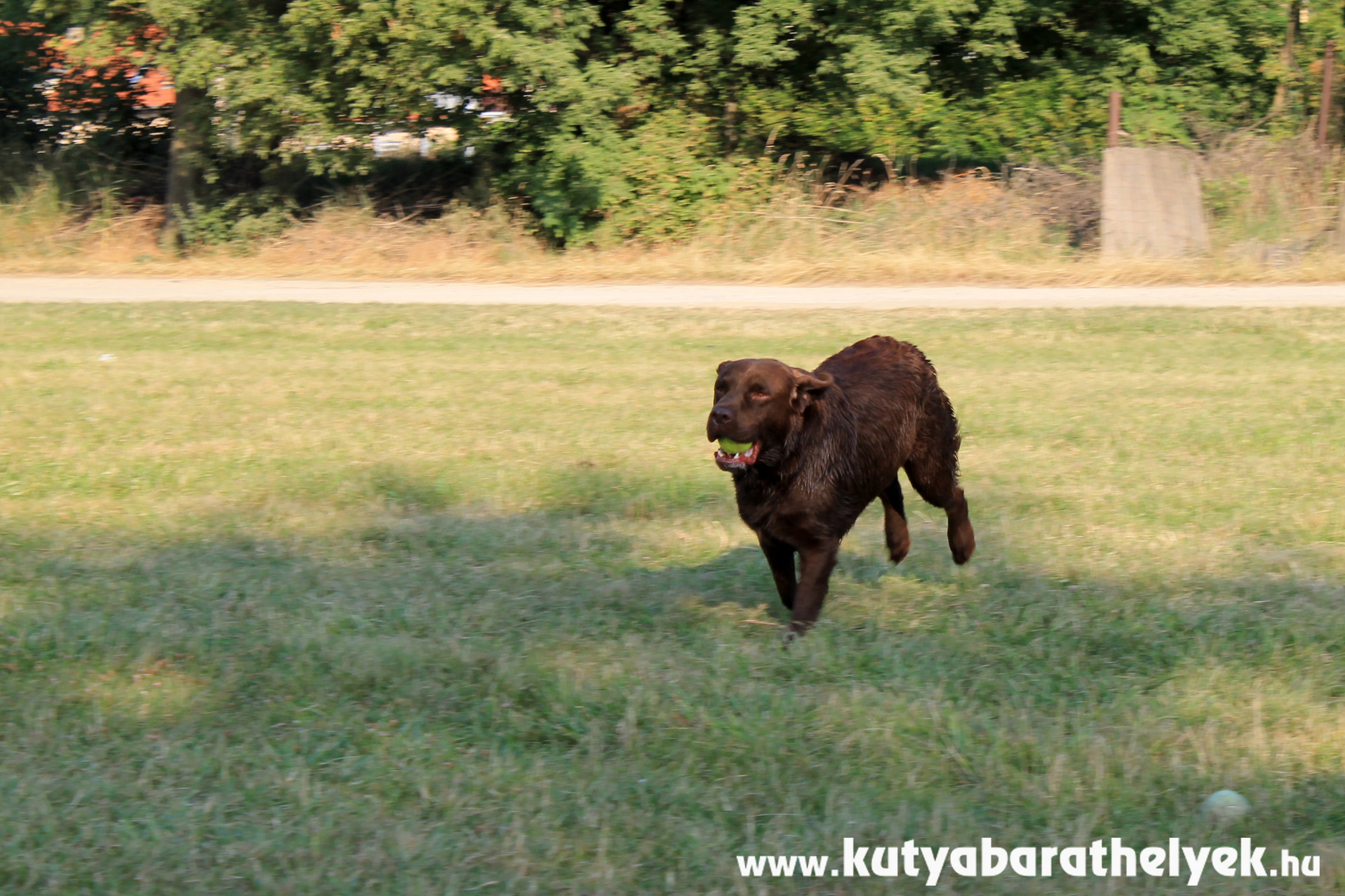 A nagy területen kedvükre játszhatnak a kutyák