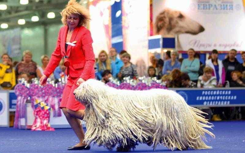Komondor a 2016-os World Dog Shown Moszkvában