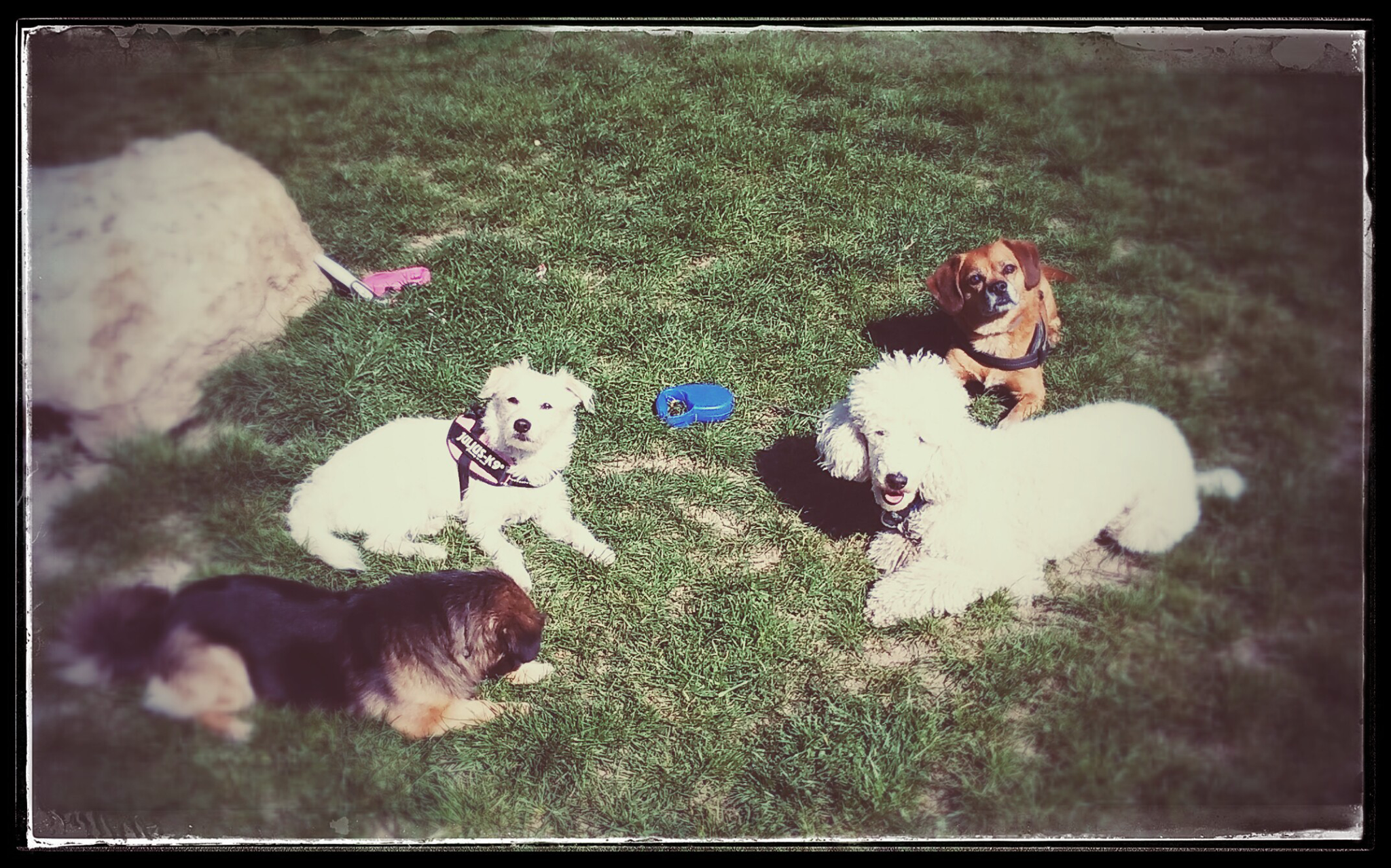 Ahogyan az embereknek, a kutyusoknak is szükségük van barátokra. Akikkel egy nyelvet beszélnek. Boldogabb az a kutyus, aki fajtársaival ápol kapcsolatokat.