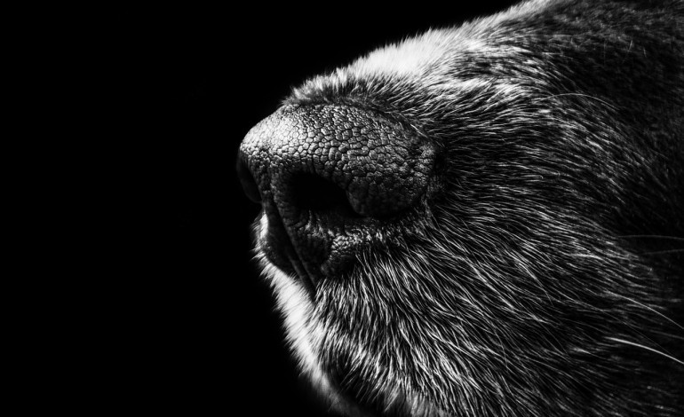 Kutyaorr - csodálatosan összetett és bonyolult szerkezet