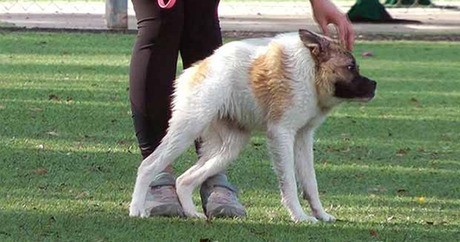 Pig, a kis chau-chau mix