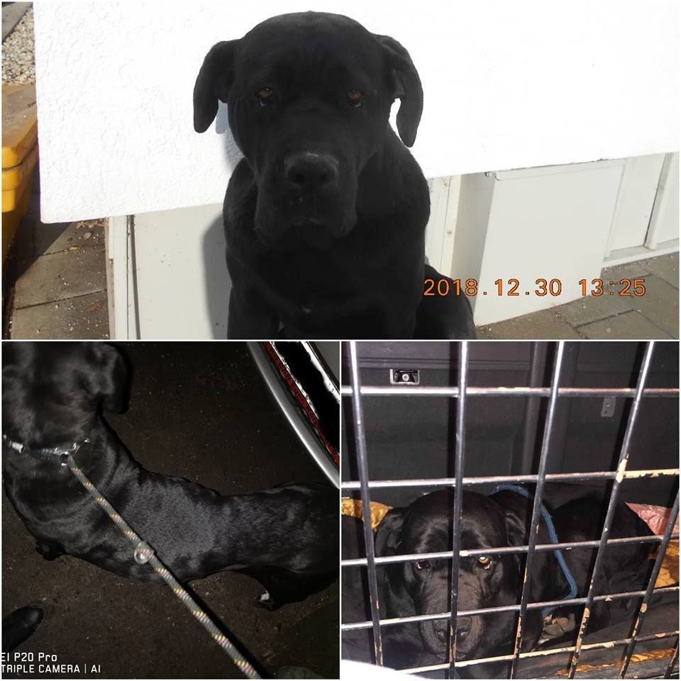 Déziért nem kapkodtak a volt tulajdonosai