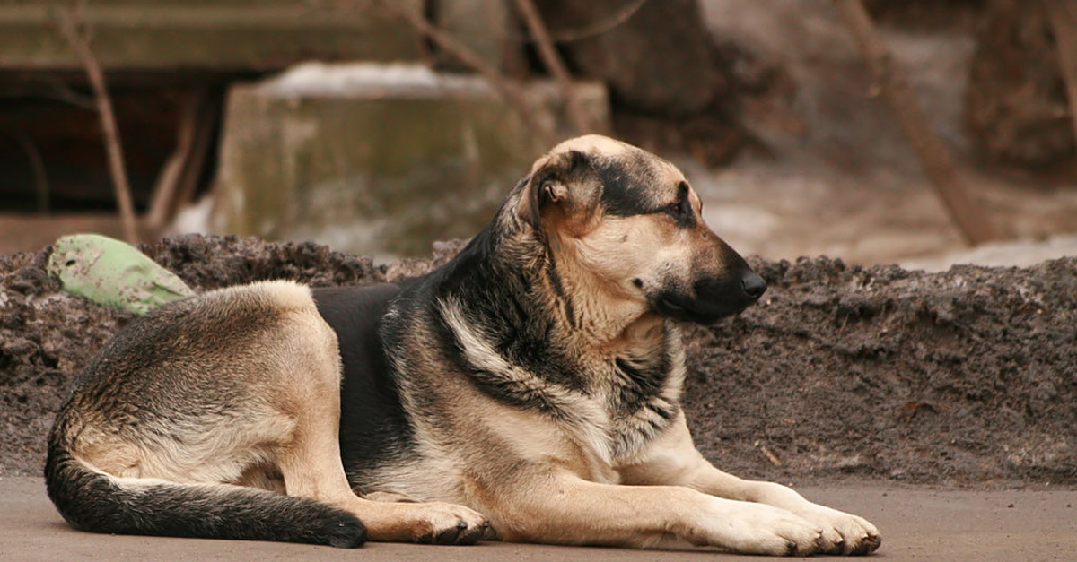 Az ivartalanítással megelőzhető lenne az is, hogy utcára kerüljenek a kutyák