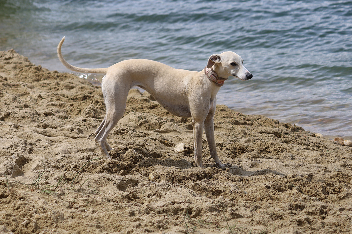 Kutyabarát Jade Beach