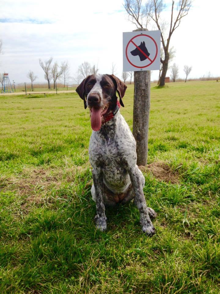 Borda-kutya is nagyon szeretne újra megmártózni a tó hűsítő vizében