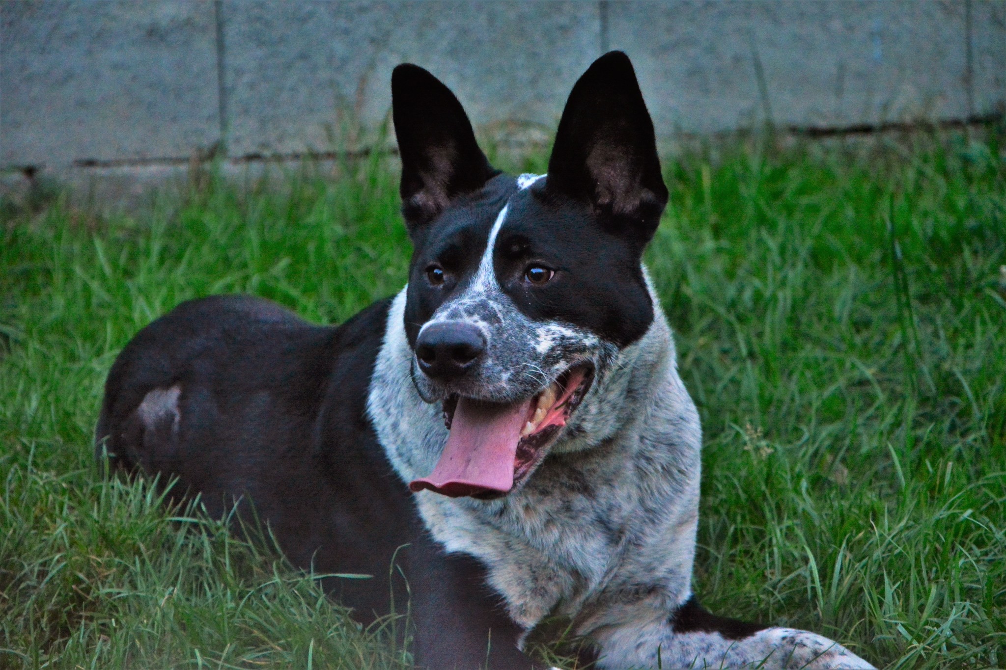 Folti bőre is szépen javul, amióta hipoallergén tápot kap