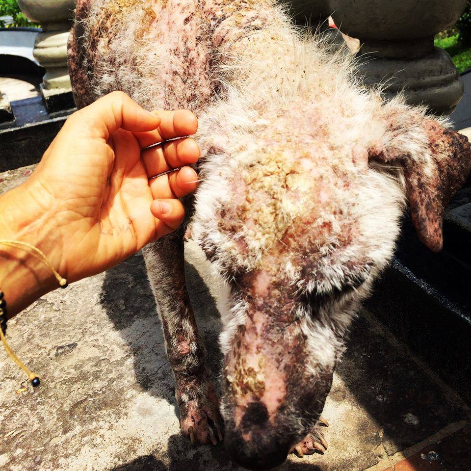 Borzalmas állapotban volt a kóbor kutya