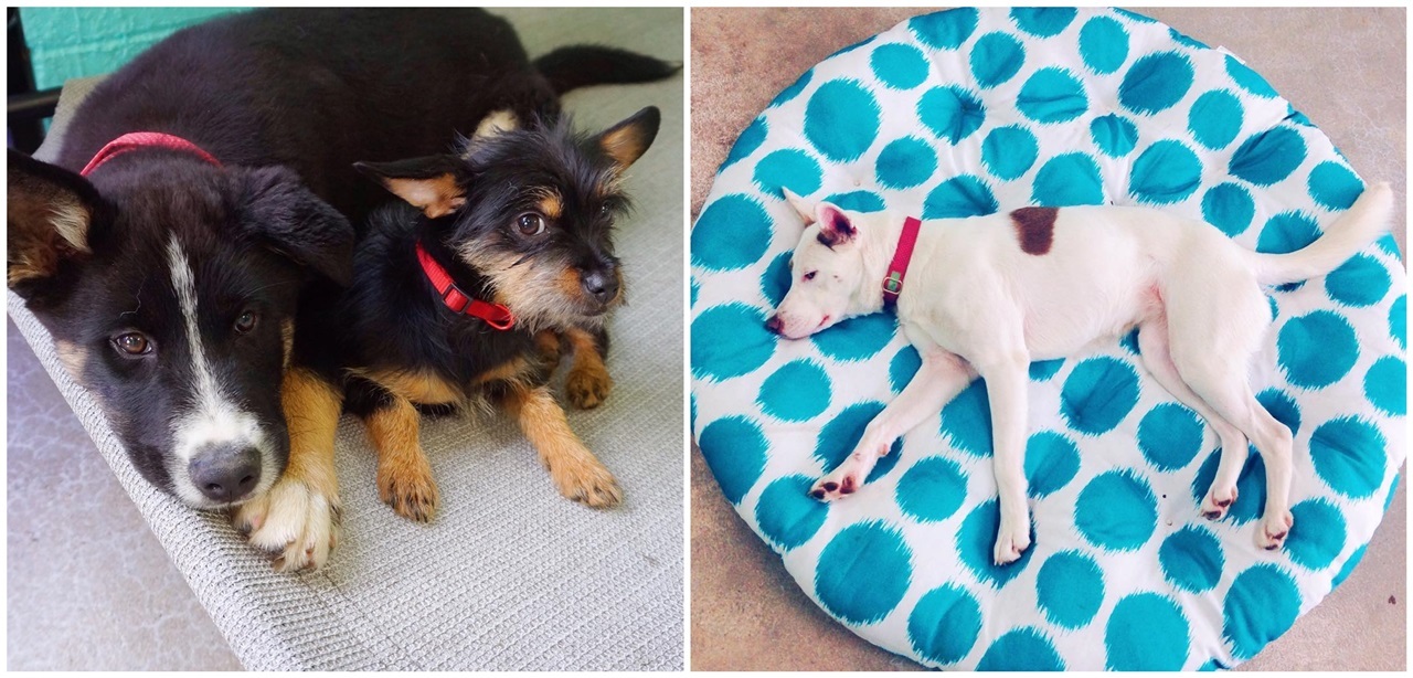 A kutyakávézóban boldogan telnek a mindennapok