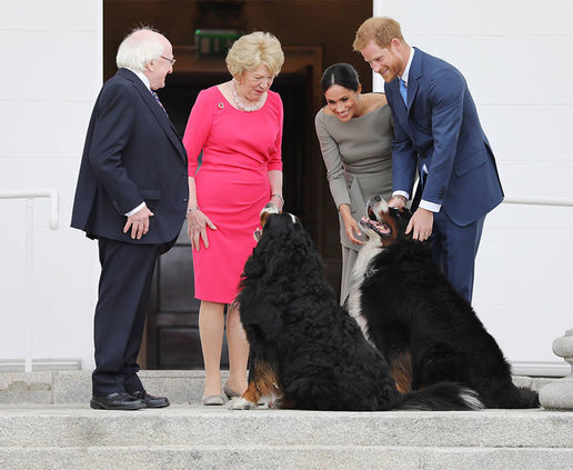Fontos találkozókról sem maradhatnak el a kutyák