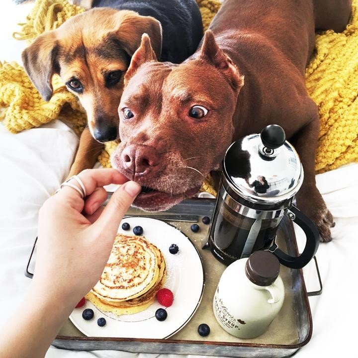 Áfonya - a kutyák akkor szerették meg, mikor a beteg Dukes miatt házikosztra álltak át