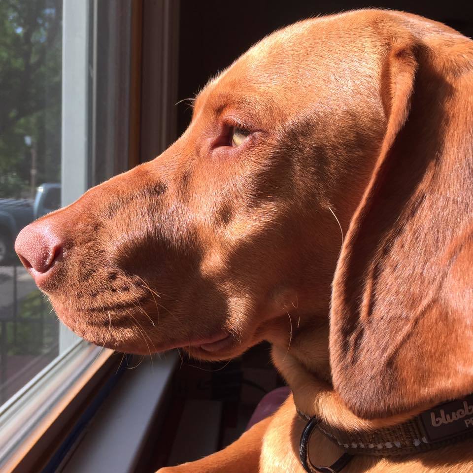 Tucker a vizsla